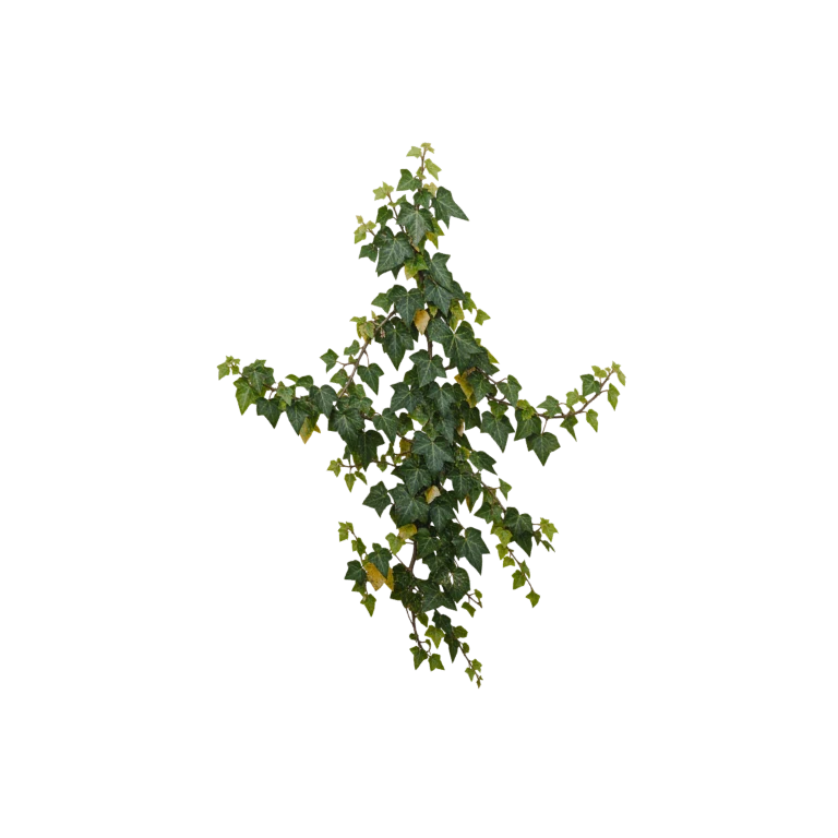 Climbing ivy patch