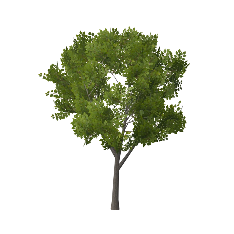 Full mature tree with a branching trunk and dense green leaf canopy, included in the library