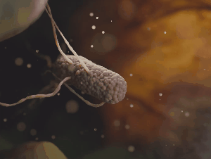 e coli bacteria animated